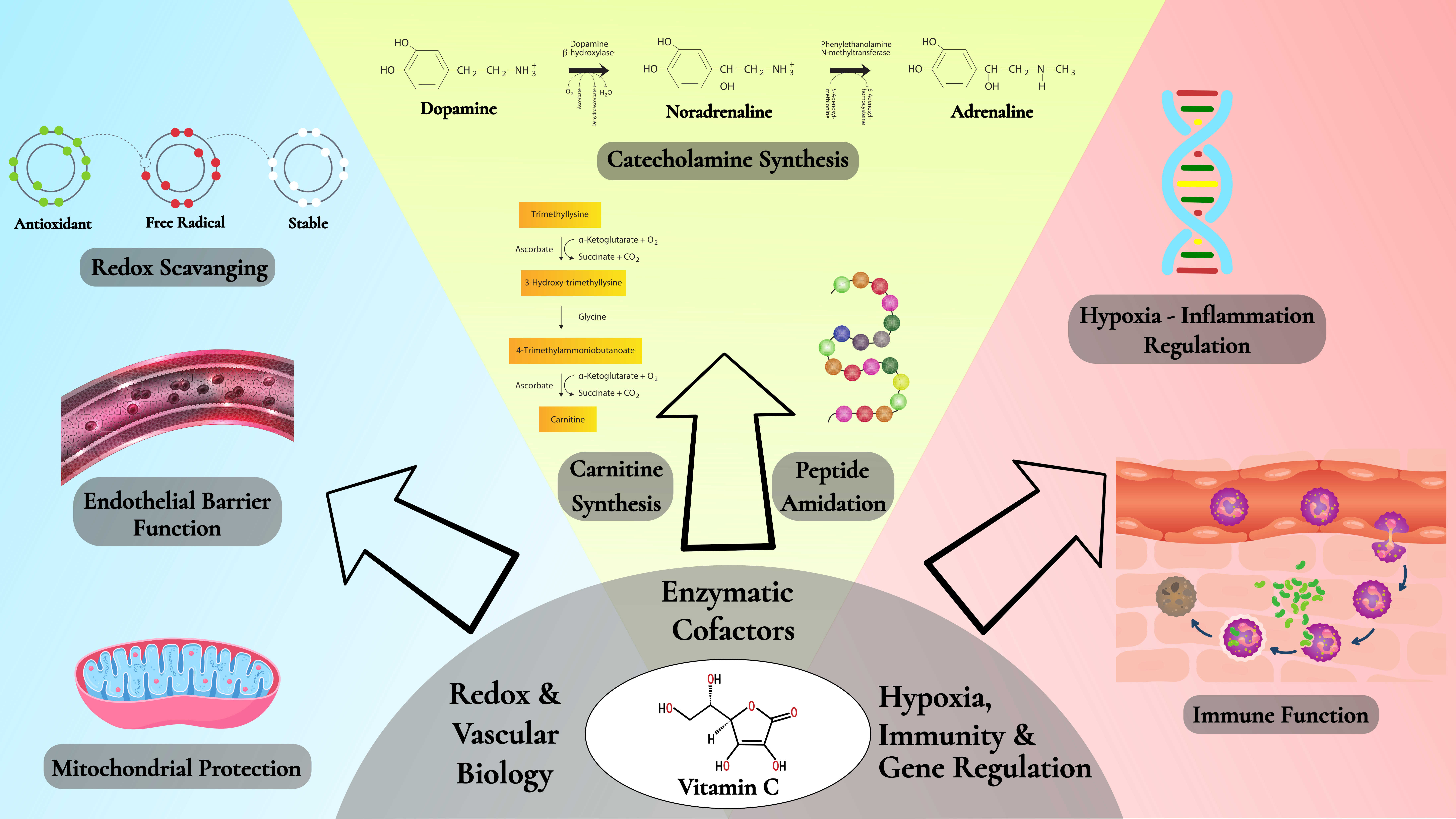 Vitamin C mechanisms of action